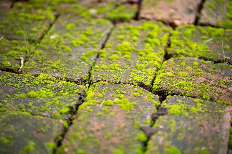 20211121-DSC_7732
