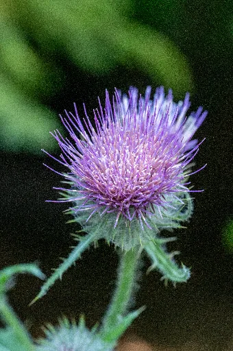 20230710-DSC_0555