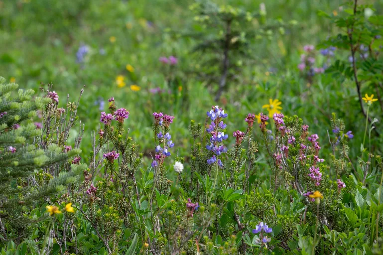20260717-DSC_8072