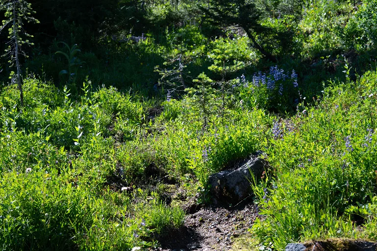 20260717-DSC_8086