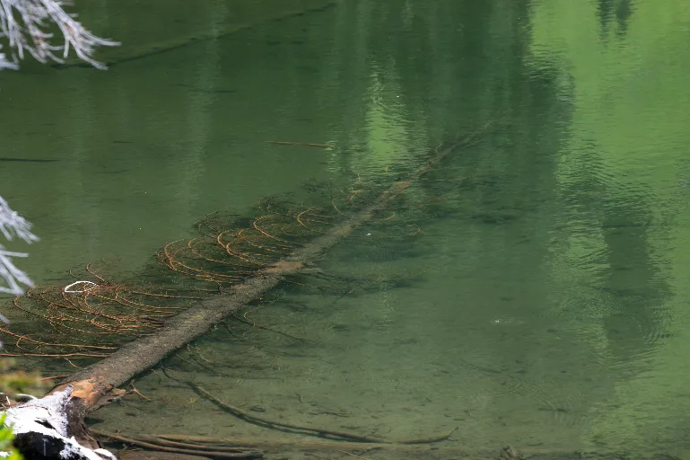 20260717-DSC_8175