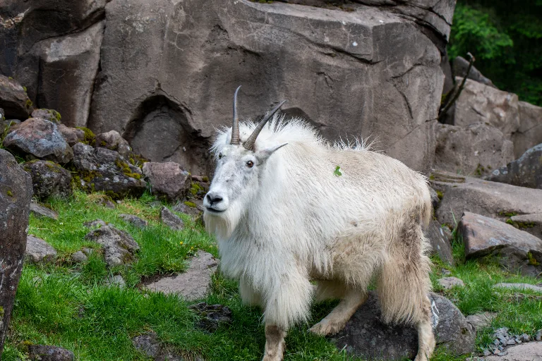 20190526-DSC_3709