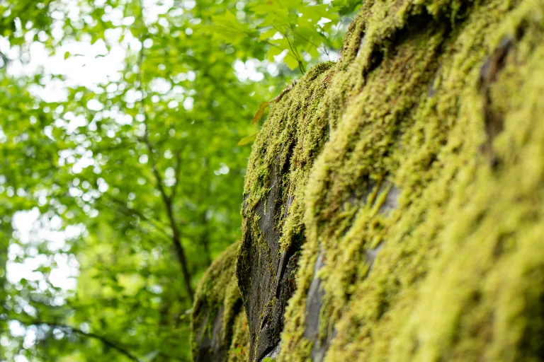 20190526-DSC_3746