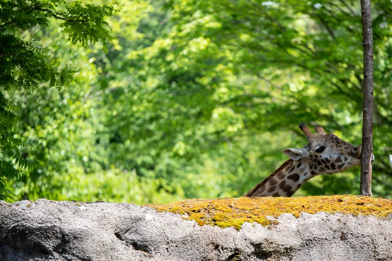 20190526-DSC_3884