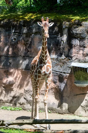 20190526-DSC_3888
