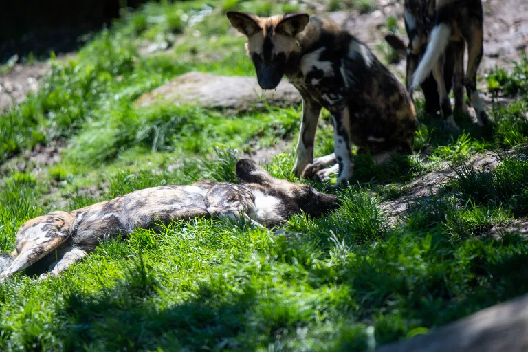 20190526-DSC_3946