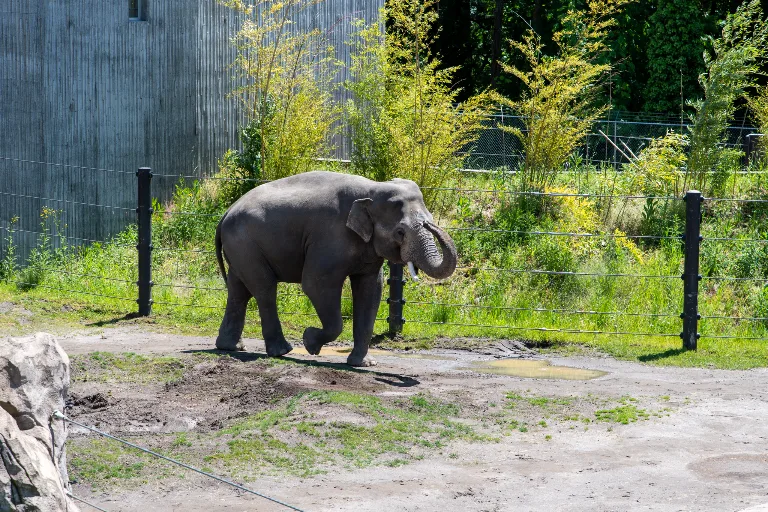 20190526-DSC_3971