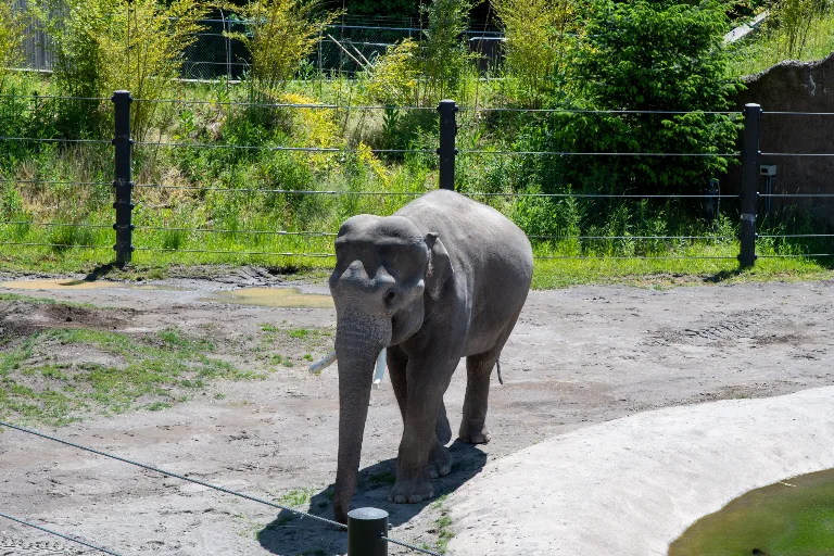 20190526-DSC_3976
