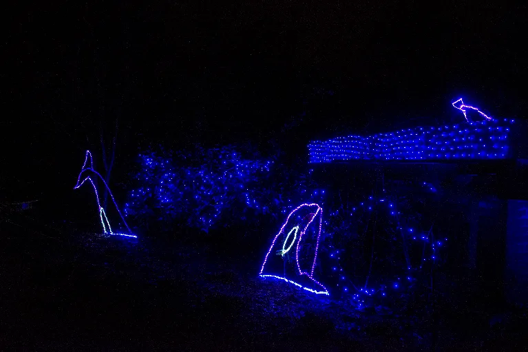 20181213-DSC_8885
