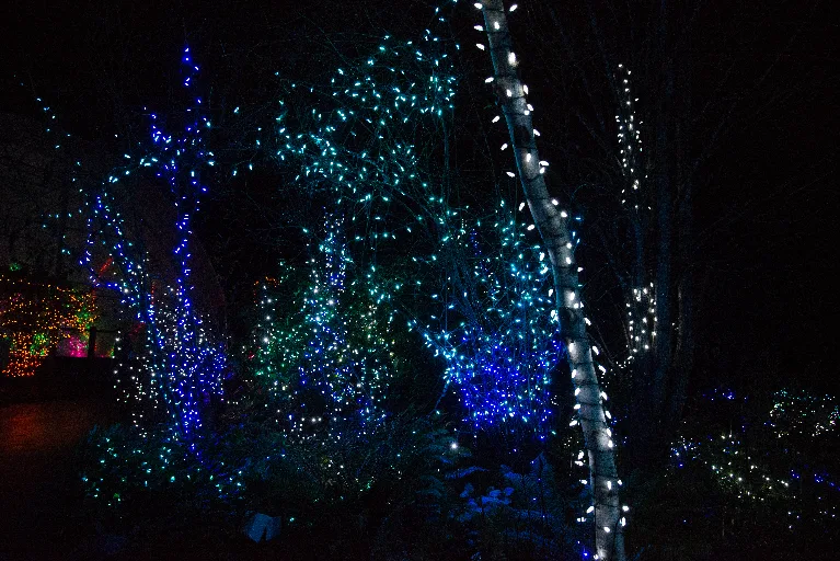 20181213-DSC_8902