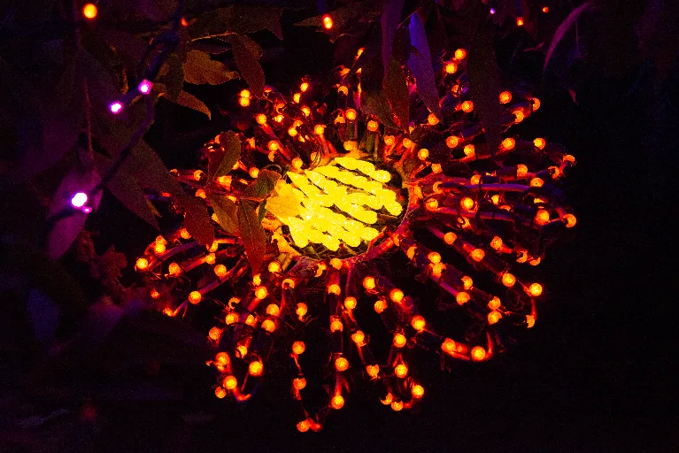 20181213-DSC_8915