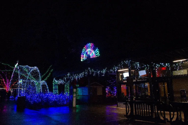 20181213-DSC_8933