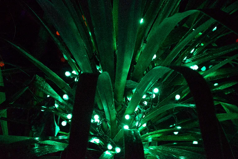 20181213-DSC_8967
